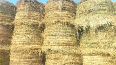 الشرقية ترفع درجة الاستعداد لمواجهة حرق قش الأرز وتخصيص مواقع لتجميع المخلفات