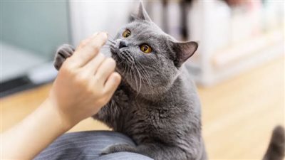 من الحمضيات إلى القهوة.. 5 روائح تكرهها القطط سرًا عليك تجنبها