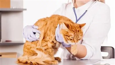  كيفية معرفة ما إذا كانت قطتك قد تعرضت للتسمم.. 5 علامات تساعدك