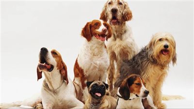 مطار فيوميتشينو بروما يفتتح فندقًا فاخرًا لـ «الكلاب».. يقدم خدمات عناية فائقة