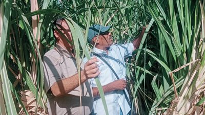 زراعة الأقصر.. الانتهاء من تطوير 