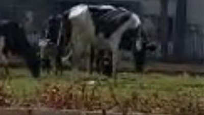 أهالي دمياط الجديدة يشكون تحول مدخل المدينة إلى مرعى للبقر 