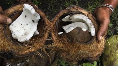 	ثمرة صغيرة بفوائد كبيرة.. جوز الهند يمنحك الطاقة والنضارة