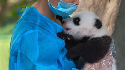 براتب 32 ألف دولار سنويًا.. في الصين يمكنك العمل كمعانق للباندا