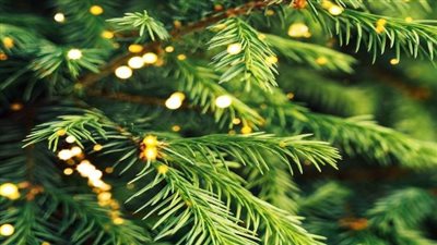 تنتج ذهبًا.. شجرة حقيقية ينمو عليها الذهب في فنلندا