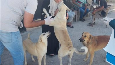 تحصين الكلاب الحرة بالسويس ضمن استراتيجية 2030 لمصر خالية من السعار