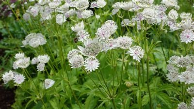 ابتعد عنها فورًا.. نباتات منزلية تُشكل خطرًا على الصحة