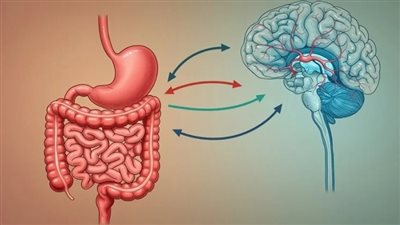 باحثون يكتشفون ارتباطًا بين اضطراب طيف التوحد وصحة الأمعاء