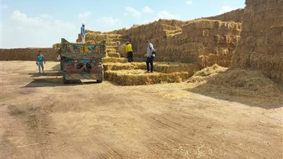 شؤون البيئة بالشرقية: جمع أكثر من 125 طن قش أرز منذ بداية الحصاد