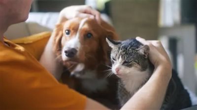 دراسة.. اقتناء كلب وليس قطة يقلل احتمالات إصابة الطفل بالربو