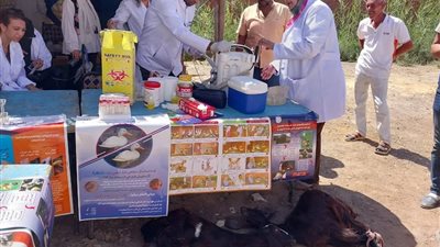الخدمات البيطرية بالسويس تكثف جهودها لحماية الصحة العامة وتنمية الثروة الح