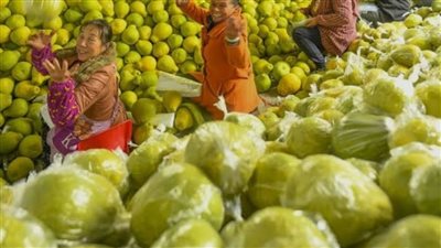 البوملي.. الفاكهة الضخمة التي تجمع بين الطعم اللذيذ والفوائد الصحية 	