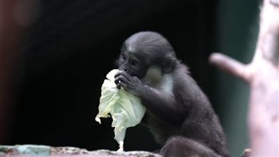 ولادة قردة من نوع ديانا المدرجة في الكتاب الأحمر بحديقة حيوانات موسكو