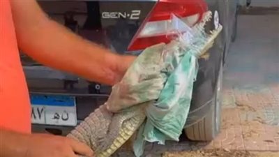 حجمه مش طبيعي.. تفاصيل جديدة حول تمساح حدائق الأهرام يكشفها شهود العيان