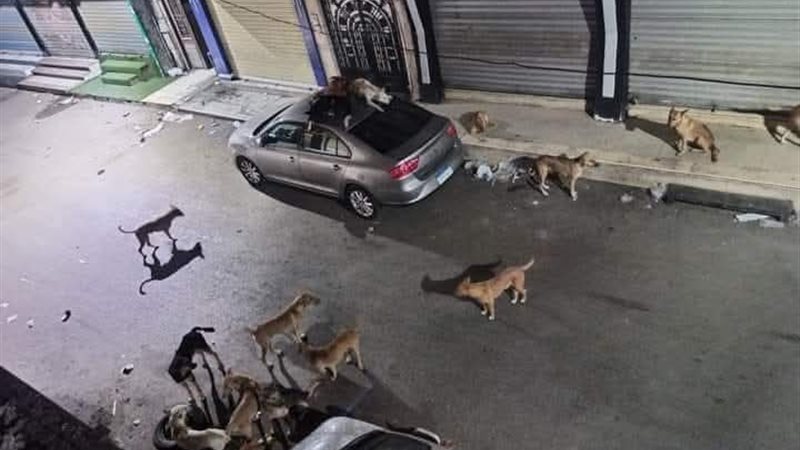انتشار الكلاب في