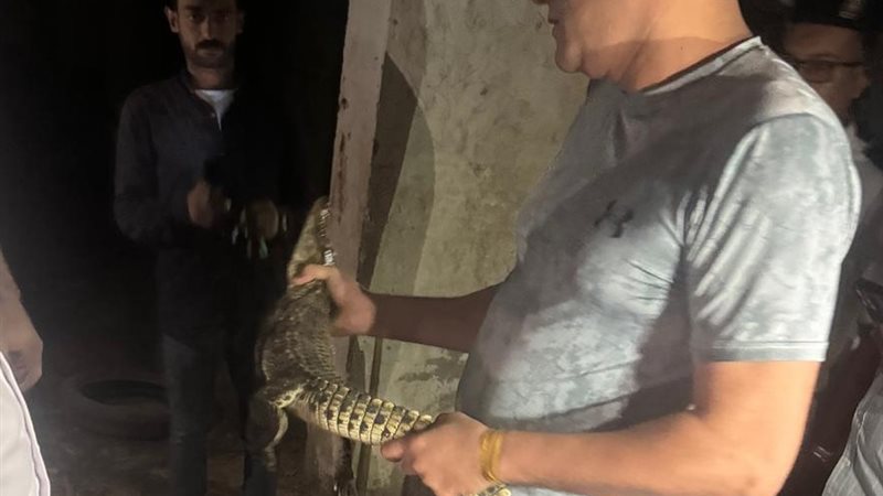 تمساح حدائق الأهرام