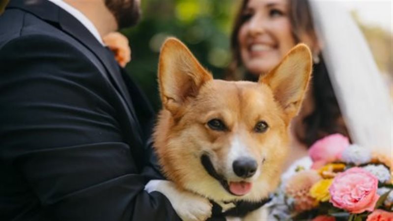 كلب يسرق الأضواء