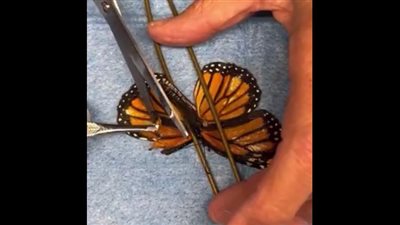 فراشة ملكية تحظى بفرصة ثانية للطيران بعد عملية زرع جناح