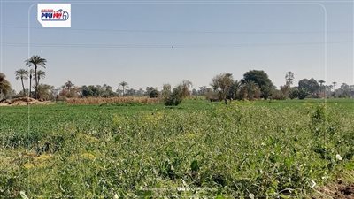 هنسيب الأرض تبور.. أهالي نقادة بقنا يستغيثون من نقص الأسمدة: هنجيب منين