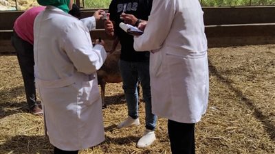 بيطرى الشرقية يفحص3263 رأس ماشية ضد البروسيلا و 2917  ضد السل البقرى