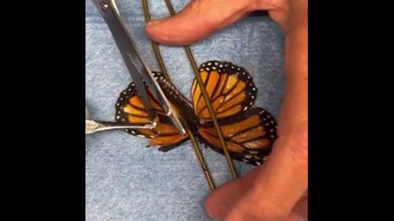 فراشة ملكية