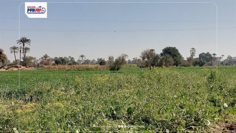 زراعات قنا