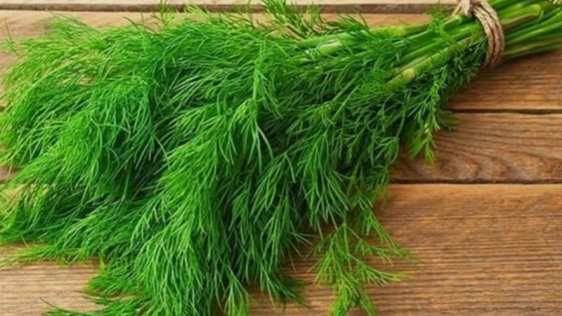  فؤايد الشبت