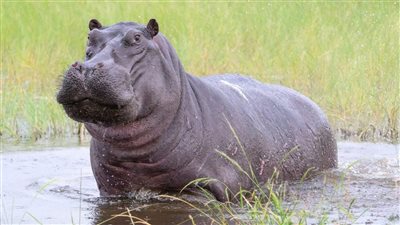 أفراس النهر في العصر الجليدي.. الحمض النووي يكشف قصة نجاة