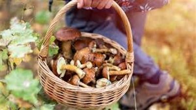 من الغابة إلى الطبق.. موضة الطعام البري تكتسح مطابخ أمريكا