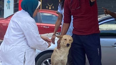 تحصين عدد من الكلاب الحرةضد السعار في محافظة السويس