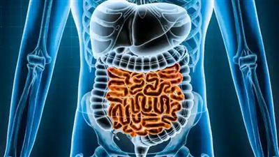 أسرار ميكروبات الأمعاء.. كيف تحافظ على توازنها لتحسين صحتك؟
