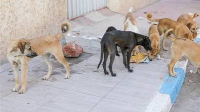 هاجمت عجوز عند دخوله المسجد.. أهالي أرض الجمعية : لا نسطيع النوم بسبب الكلاب