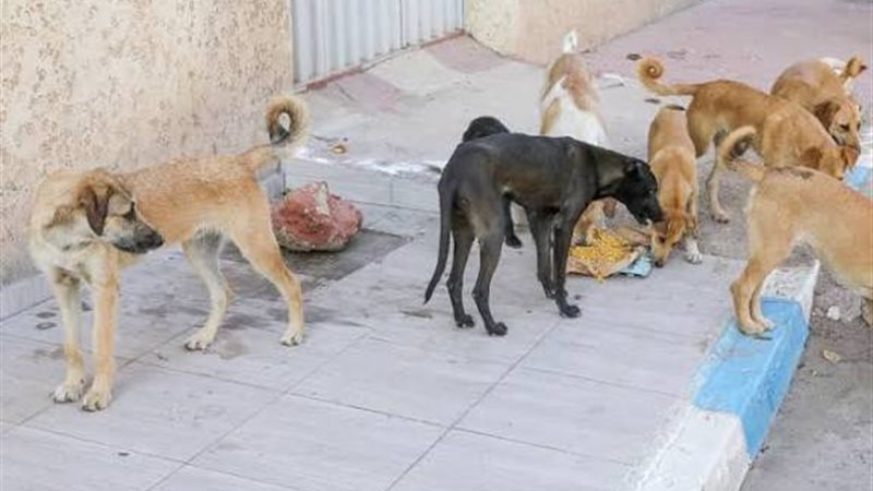 تجمعات الكلاب