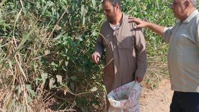 استعداد  للمحاصيل الشتوية .. انطلاق الحملة القومية لمكافحة القوارض بالشرقية