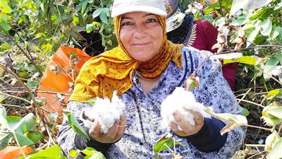 «يا قطن يا حرايرى».. «نيوز رووم» ترصد حصاد الذهب الابيض بالشرقية