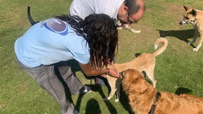 تحصين الكلاب الحرة في مناطق السويس للوقاية من مرض السعار.. التفاصيل الكاملة