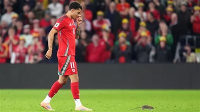 فأر يؤخر مباراة ويلز وبلجيكا في تصفيات كأس العالم لفترة وجيزة