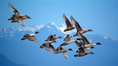 الطيور المهاجرة تعود.. ولبنان يتنفس من جديد عبر بحيرة القرعون|فيديو