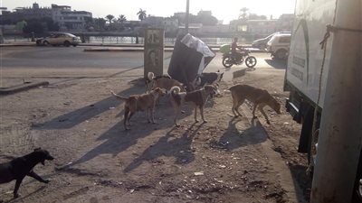 شكاوى متزايدة من انتشار الكلاب الضالة في شوارع دمياط الجديدة