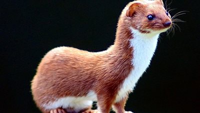 هاجمتها عرسة.. كشف غموض مصرع رضيعة 4 شهور بالجبيرات في سوهاج 