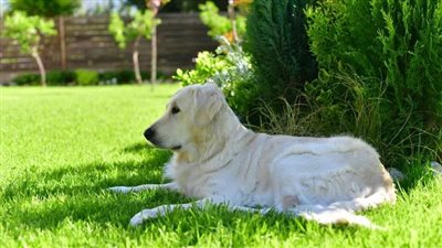 بخطوات سهلة وبسيطة.. طرق التخلص من البراغيث في الفناء الخاص بك