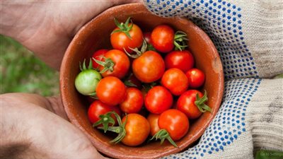  يوم الغذاء العالمي.. تحقيق الأمن الغذائي والسلامة البيئية هدفان لا ينفصلان