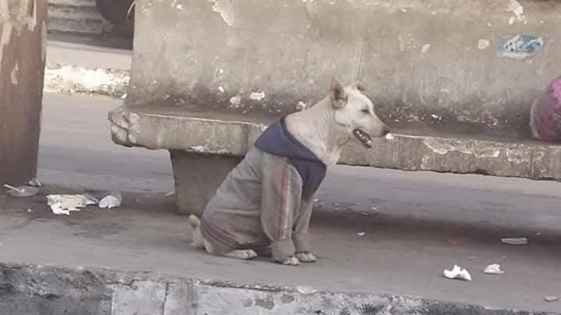 الحيوانات الضالة