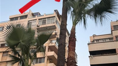 محافظة الإسكندرية توضح أسباب إزالة الأشجار والنخيل بشارع أبو قير.. بالصور