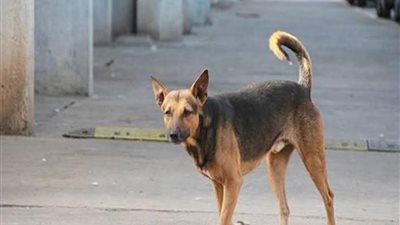 «عضه من رقبته».. مصرع طفل عقره كلب ضال في محافظة البحيرة