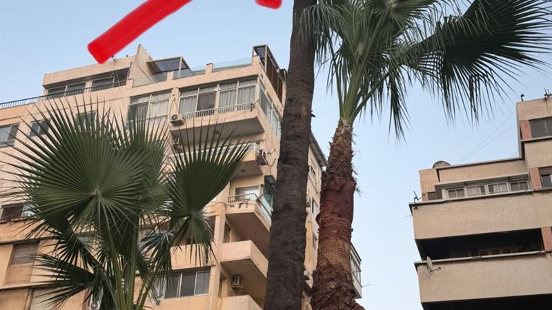 أشجار شارع أبو قير