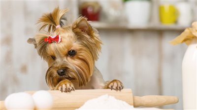 احذر تقديم هذه الأطعمة.. أطعمة ضارة بصحة حيوانك الأليف