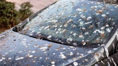 دراسة تكشف: هذه السيارات الأكثر عرضة لفضلات الطيور!