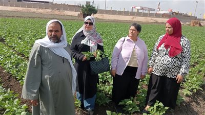 ندوات إرشادية بالقليوبية حول محصول الفاصوليا وتعظيم الاستفادة من المخلفات 