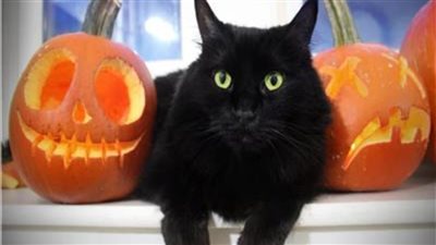إسبانيا تمنع تبني القطط السوداء في موسم الهالوين  تعرف علي الأسباب  
